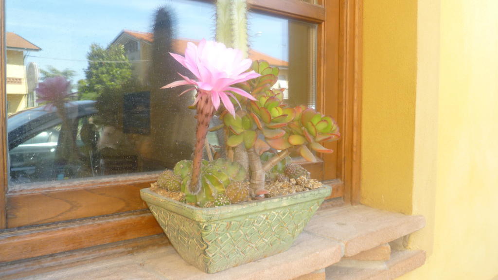 Le Ginestre B & B Massarosa Exterior photo